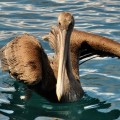 A wonderful brown pelican in the Enchanted Islands