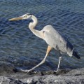 A great blue heron in Fernandina Island