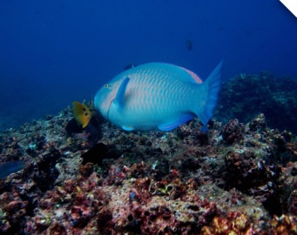 A parrot fish at Champion Islet in Floreana Island