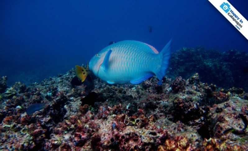 A parrot fish at Champion Islet in Floreana Island