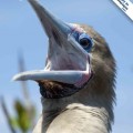 A red-footed boobie in the Galapagos Islands