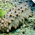 An incredible sea cucumber in Isabela Island