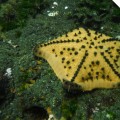 An incredible starfish in Tagus Cove