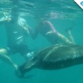 An amazing snorkeling experience with a turtle