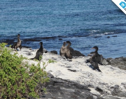 An awesome colony of flightless cormorant