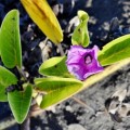 A beach Morning Glory in the Galapagos Islands