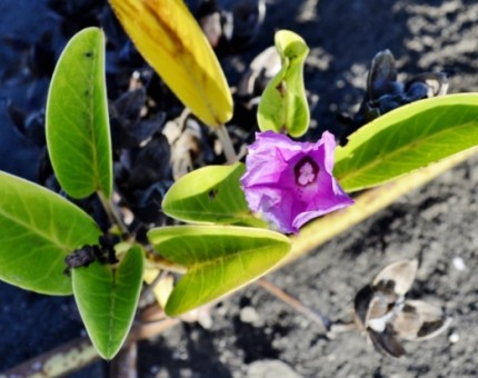 A beach Morning Glory in the Galapagos Islands