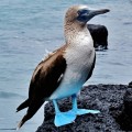 A beautiful blue-footed boobie in Galapagos Islands