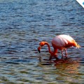 A wonderful flamingo in Las Bachas beach
