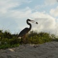 An incredible great blue heron in Floreana Island