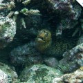 A moray eel in the Galapagos Islands