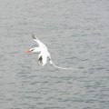 A red-billed tropicbirds flying in Galapagos