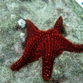 An incredible red starfish in Rabida Island