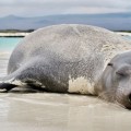 A sea lion taking a nap in Galapagos