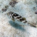 An amazing puffer fish in the Enchanted Islands