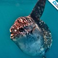 The amazing ocean sunfish swimming in Galapagos