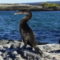 The awesome flightless cormorant in Fernandina