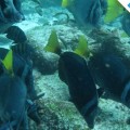 The incredible underwater wildlife in Champion Islet