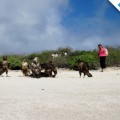 Watching the amazing Galapagos hawks
