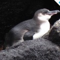 A Galapagos penguin resting in the islands