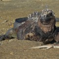 An amazing marine iguana in Puerto Egas