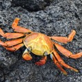 A sally lightfoot crab in Las Bachas Beach