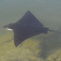 An incredible eagle spotted ray in Fernandina Island