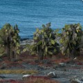 Big prickly pear cactus of the Galapagos Islands