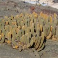 An amazing lava cactus in Santa Cruz Island