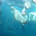 Swimming with a group of sea lions in the Galapagos