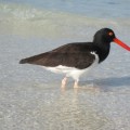 The american oystercatcher bird in Galapagos Islands
