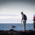 Watching a great blue heron in Galapagos