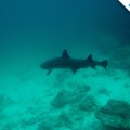 Whitetip reef shark at Genovesa Island of Galapagos