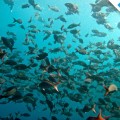 A place to discover the wonderful marine wildlife