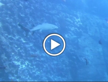 Galapagos Shark Video