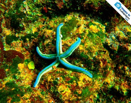 Galapagos Photo A bright blue starfish