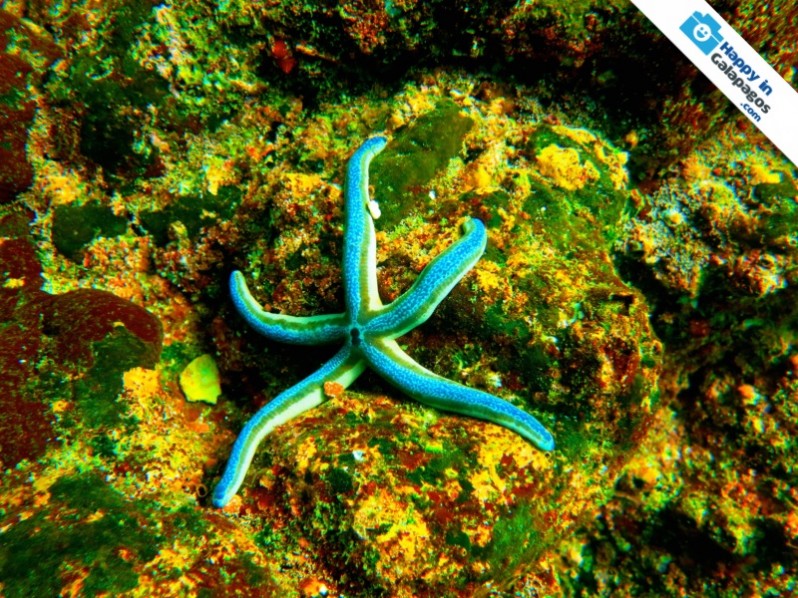 Galapagos Photo A bright blue starfish
