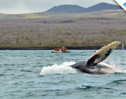 Galapagos Photo A close encounter with an amazing whale