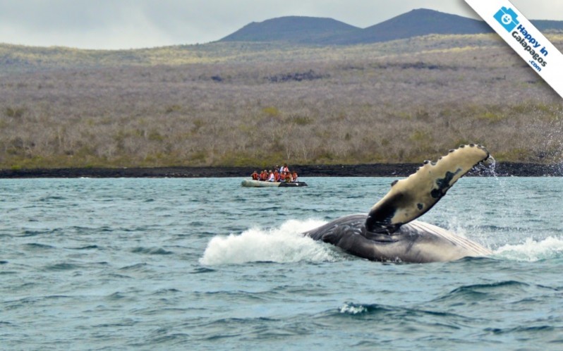 Galapagos Photo A close encounter with an amazing whale