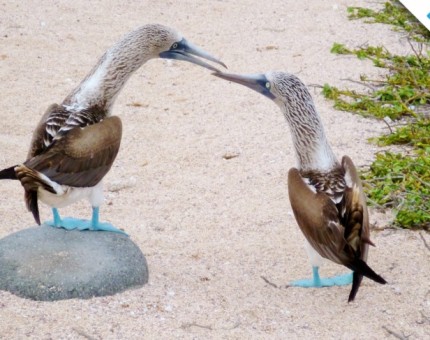 Galapagos Photo A couple of blue-footed boobies in love