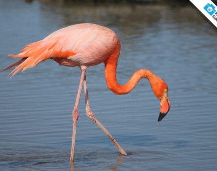 Galapagos Photo A Greater Flamingo looking for lunch