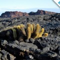 Galapagos Photo A lava cactus in a rocky lava field