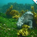 Galapagos Photo A Marine Iguana eating algae