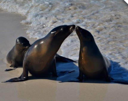Galapagos Photo A sea lion family on the Galapagos Islands