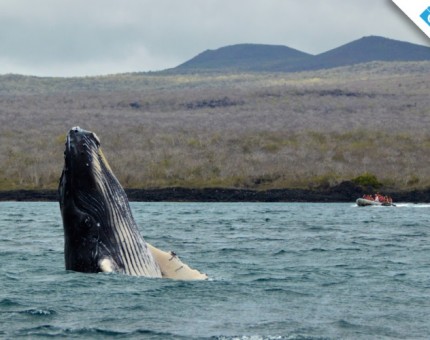 Galapagos Photo A whale surprising the tourists