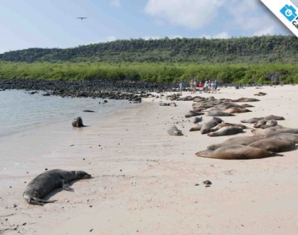 Galapagos Photo Share beaches with the Galapagos’ sea lions