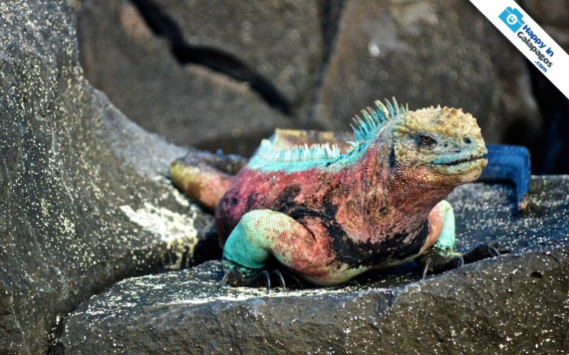Galapagos Photo The iguana’s stunning colors